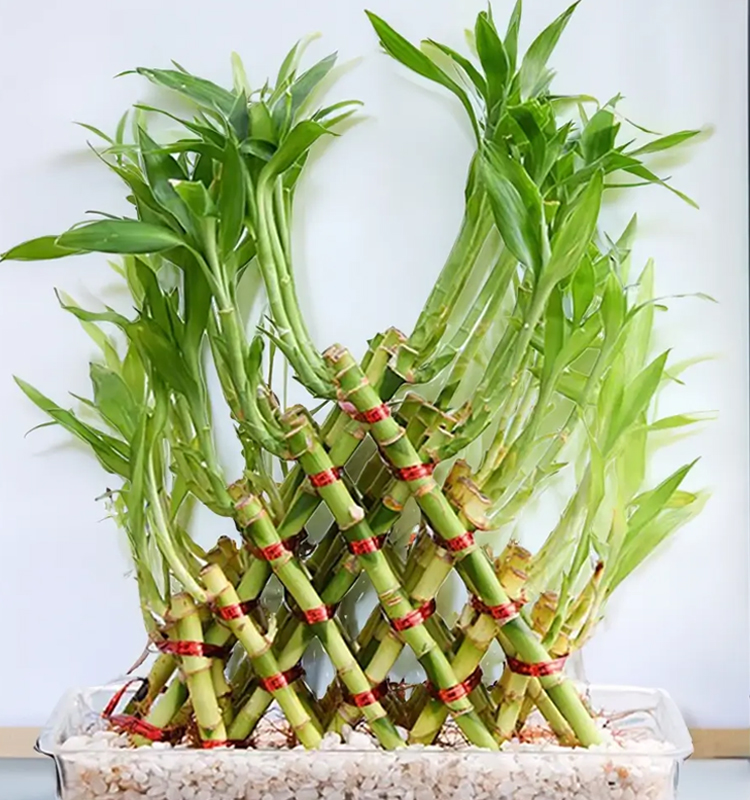 4 layer lucky bamboo pyramid plant