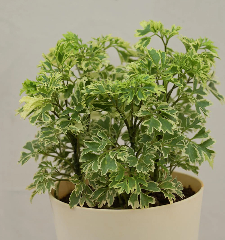 Aralia Plant