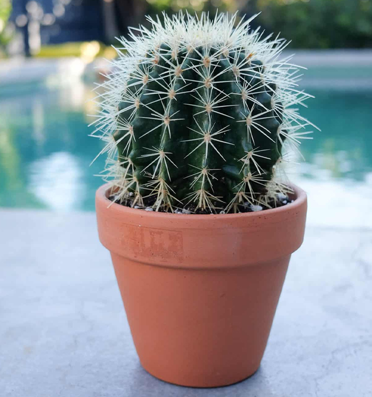 Cactus Plant