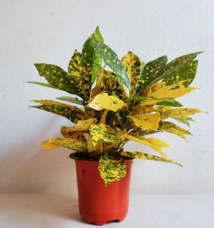 Croton Plant