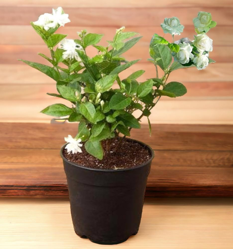 Mogra Plant