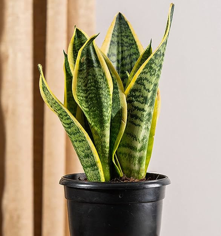Snake Plant