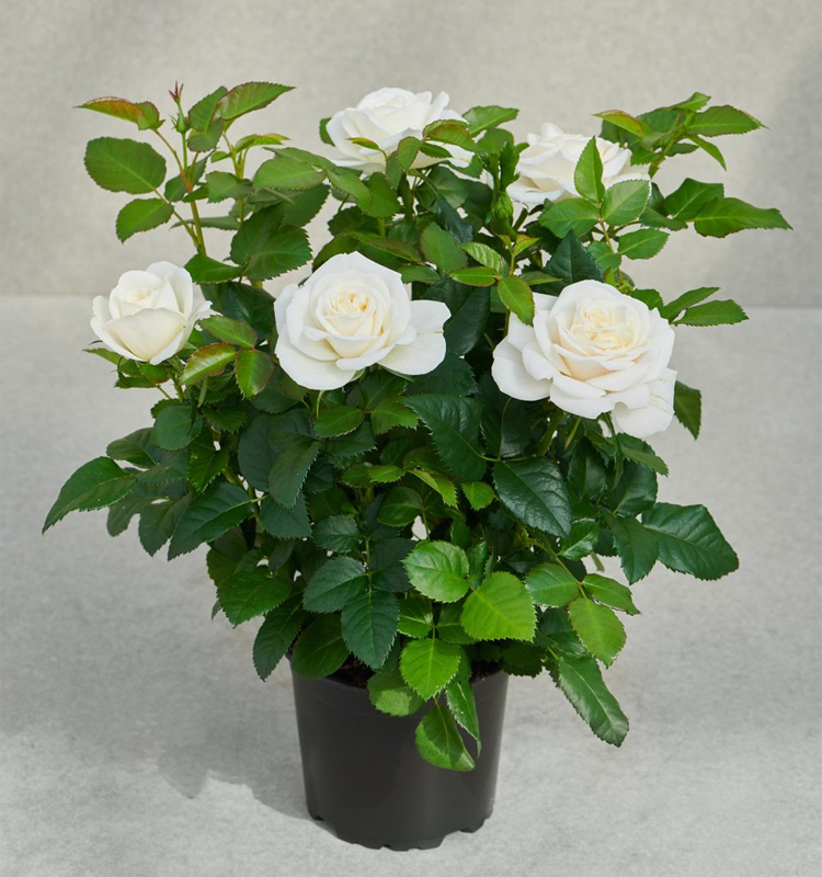 White Rose Plant