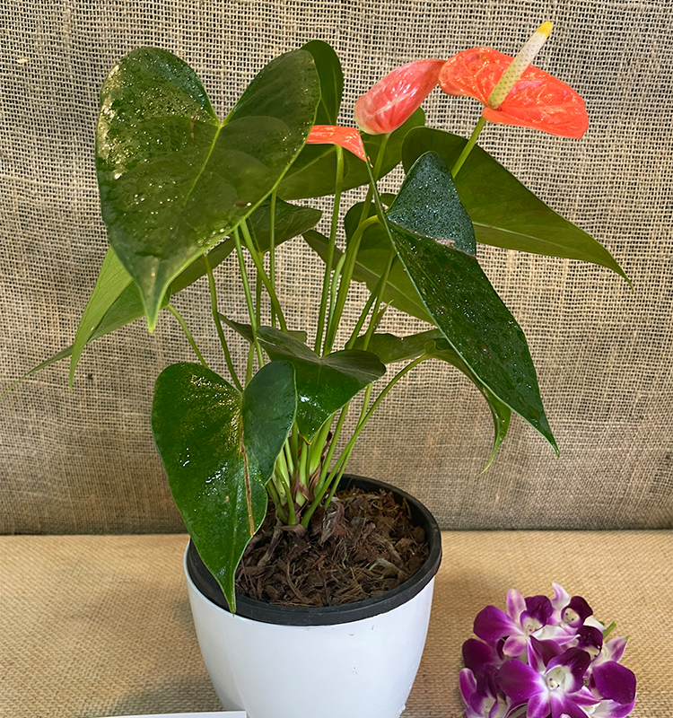 Anthurium Red Natural Live Plants
