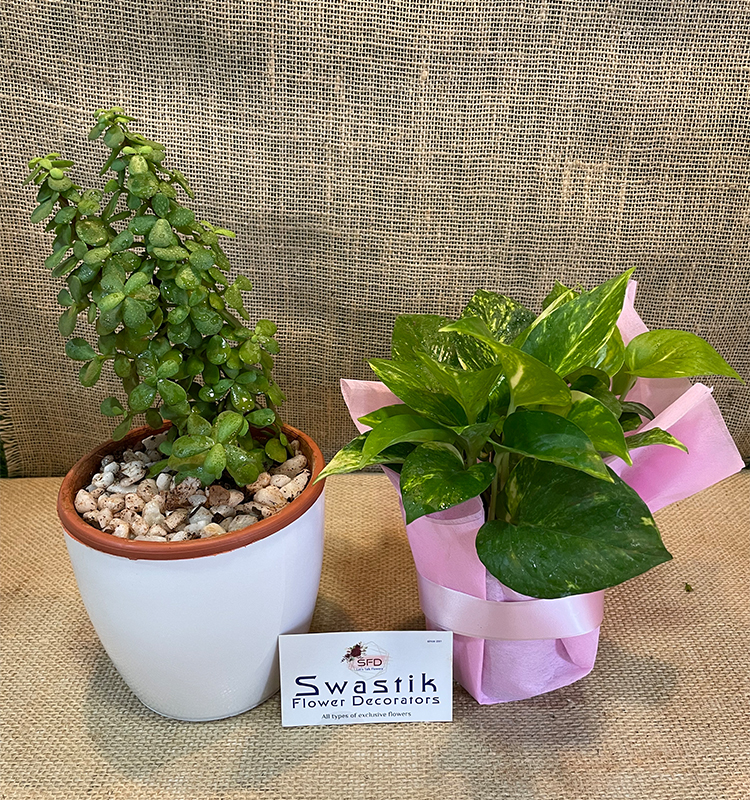 Jade & Money Plant