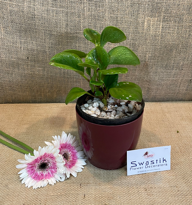 Peperomia Green Plant