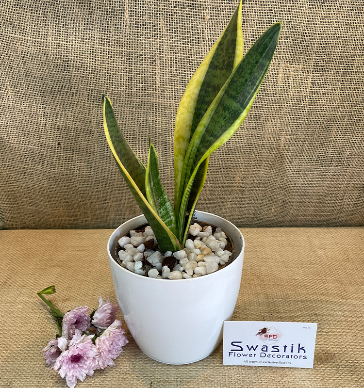 Snake Variegated in 10 inch White Glossy Plastic Pot