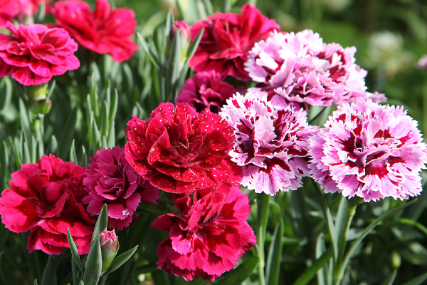 Carnations