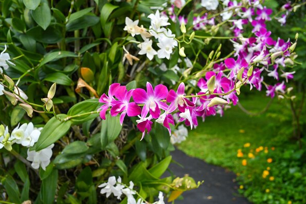 Orchids